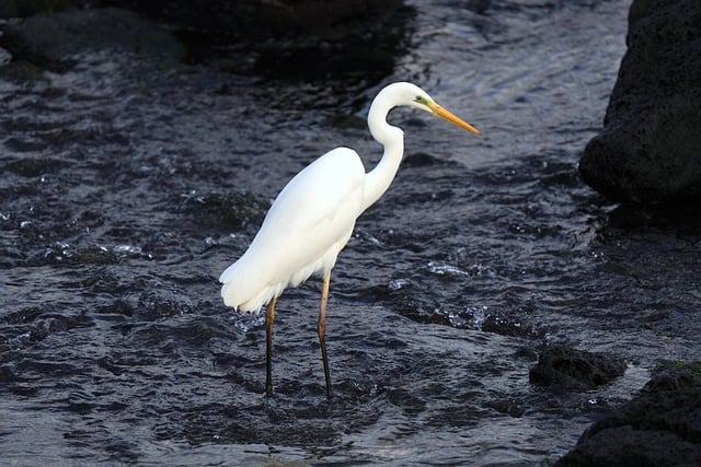 egret-8603229_640